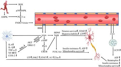 Protective effect of irisin against Alzheimer’s disease